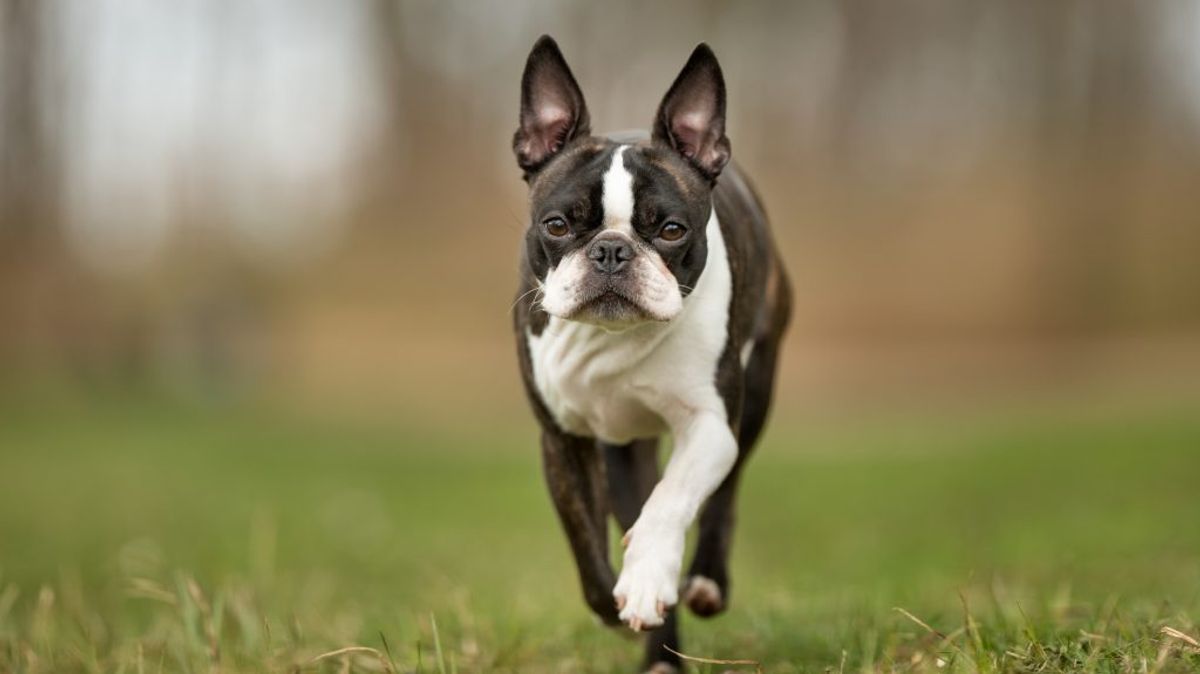Boston Terrier. Kilde: American Kennel Club. Arkivfoto.