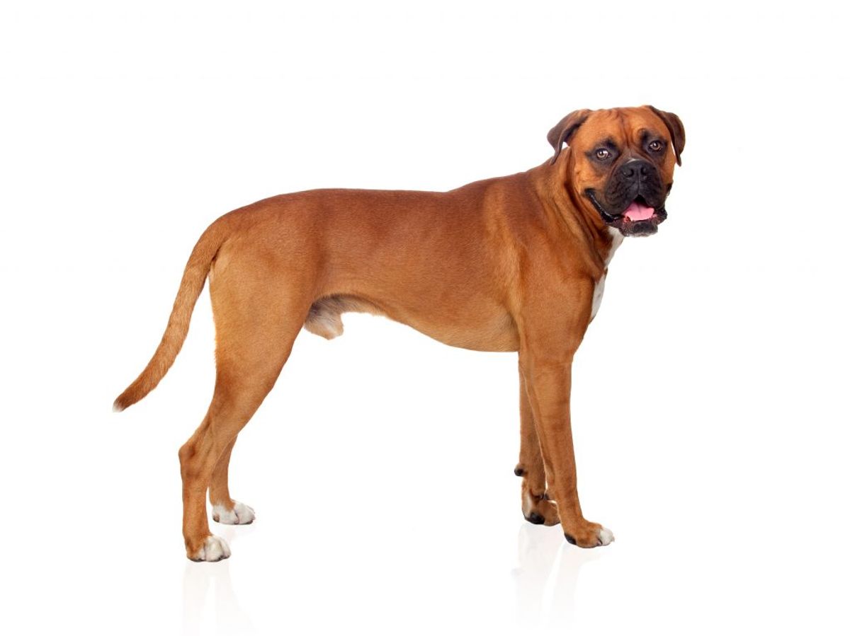 Boxer. Kilde: American Kennel Club. Arkivfoto.