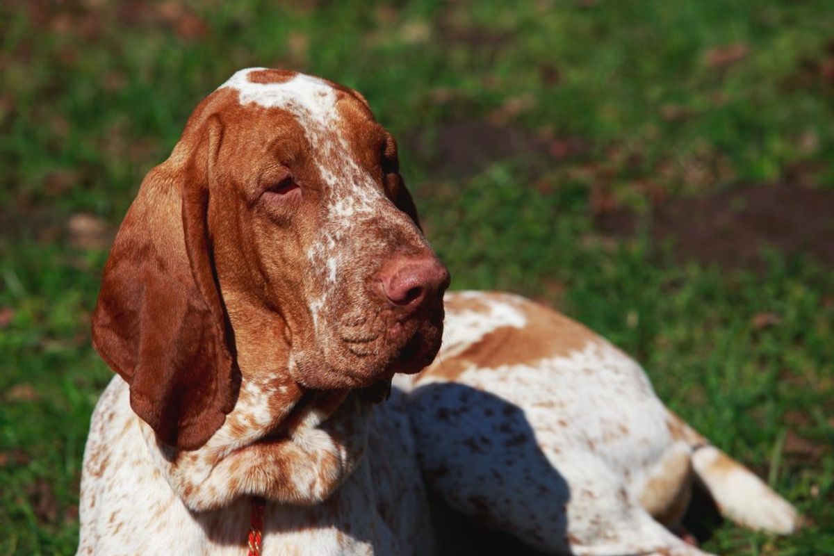 Bracco Italiano. Kilde: American Kennel Club. Foto: Scanpix.