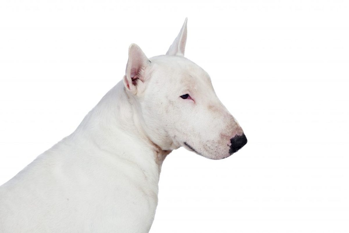 Bull Terrier. Kilde: American Kennel Club. Arkivfoto.