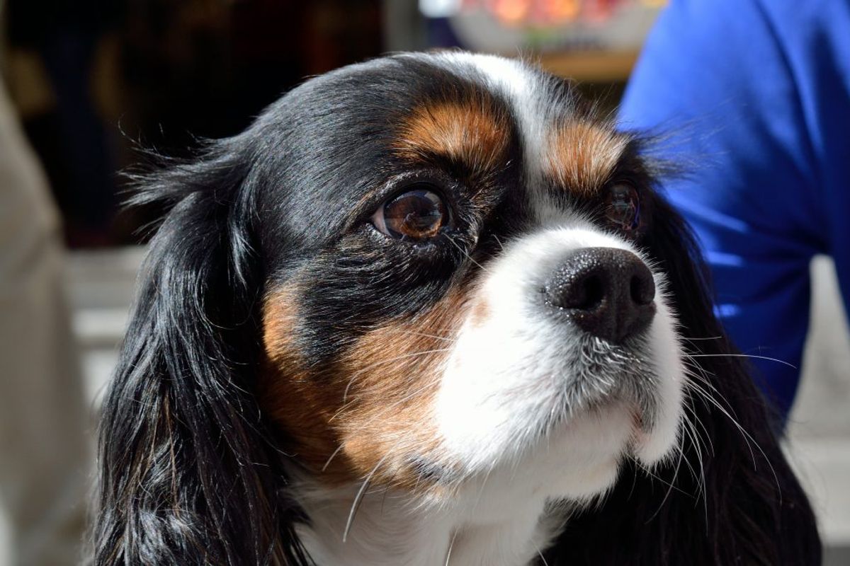 Cavalier King Charles Spaniel. Kilde: American Kennel Club. Arkivfoto.