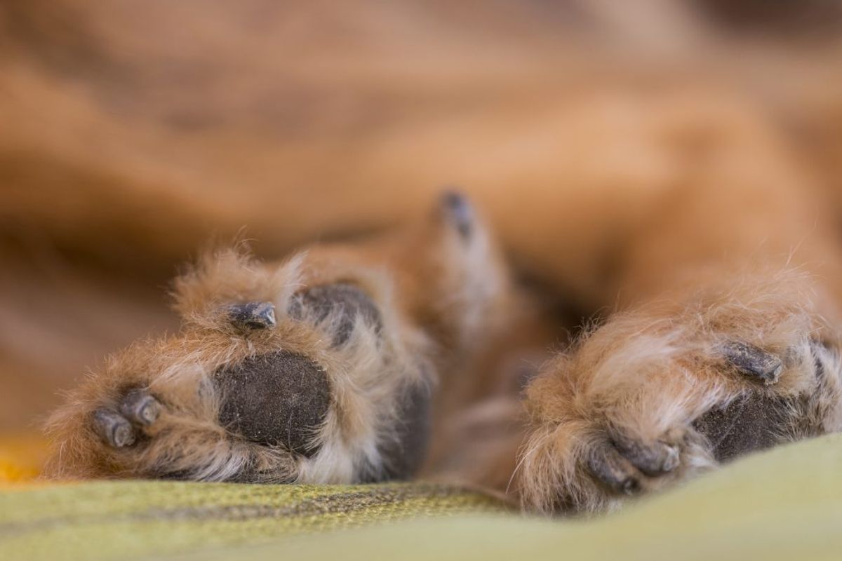 Chinook. Kilde: American Kennel Club. Arkivfoto.