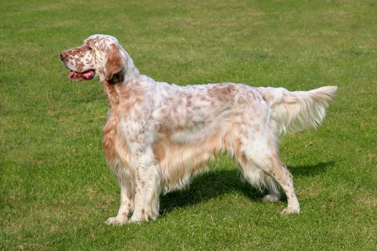 Engelsk Setter. Kilde: American Kennel Club. Arkivfoto.