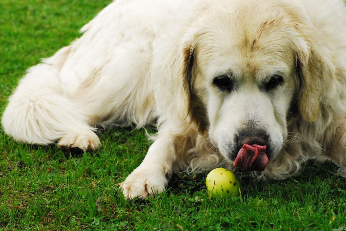 Golden retriever. Kilde: American Kennel Club. Arkivfoto.