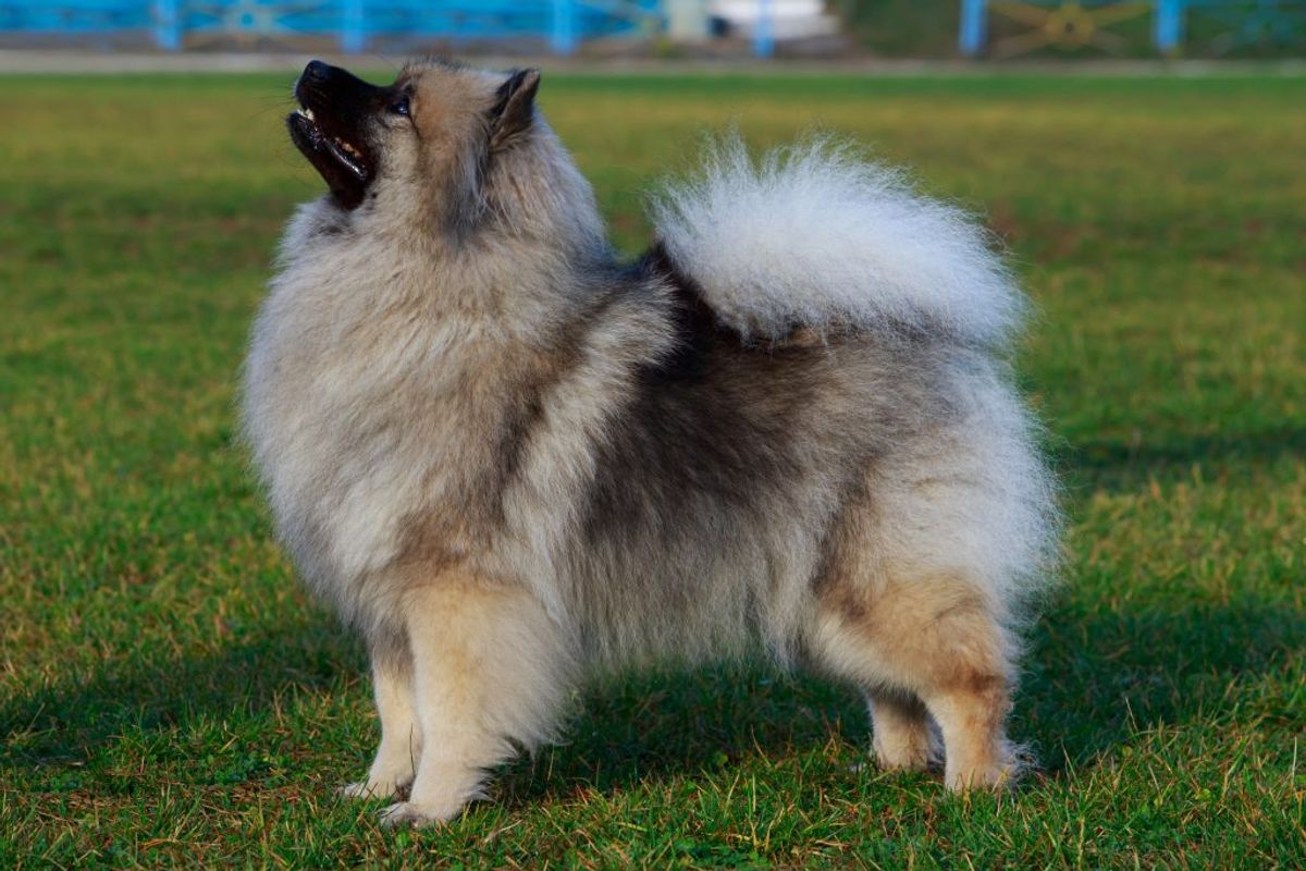 Keeshond. Kilde: American Kennel Club. Arkivfoto.