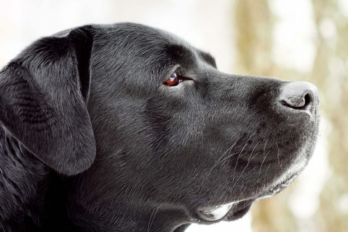 Labrador retriever. Kilde: American Kennel Club. Arkivfoto.