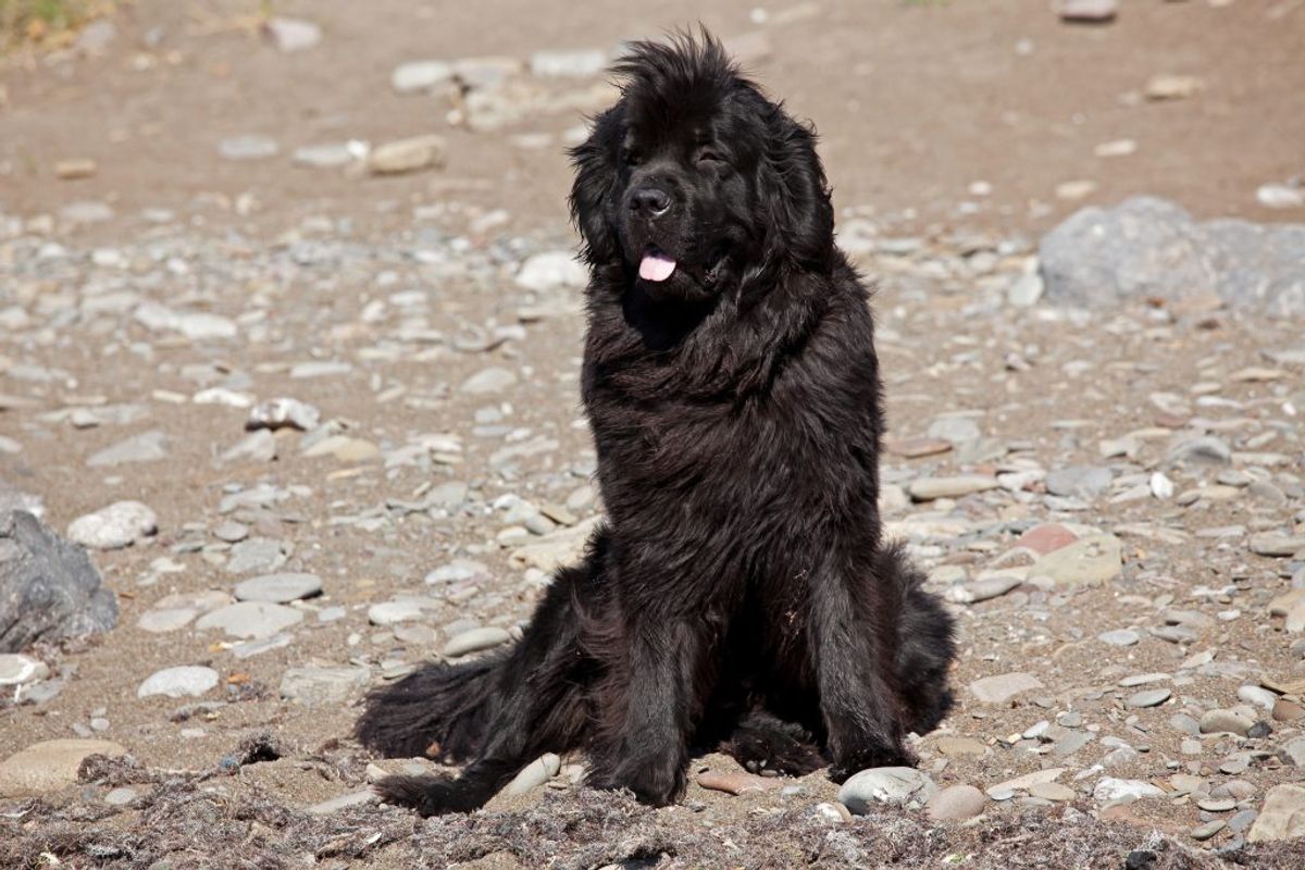 Newfoundlænder. Kilde: Goodhousekeeping. Arkivfoto.
