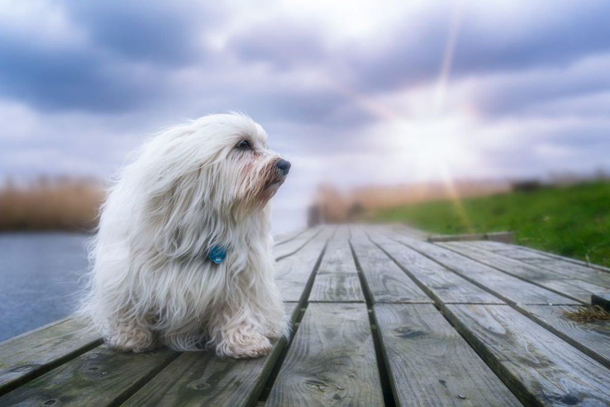 Russisk Bolonka. Kilde: American Kennel Club. Arkivfoto.