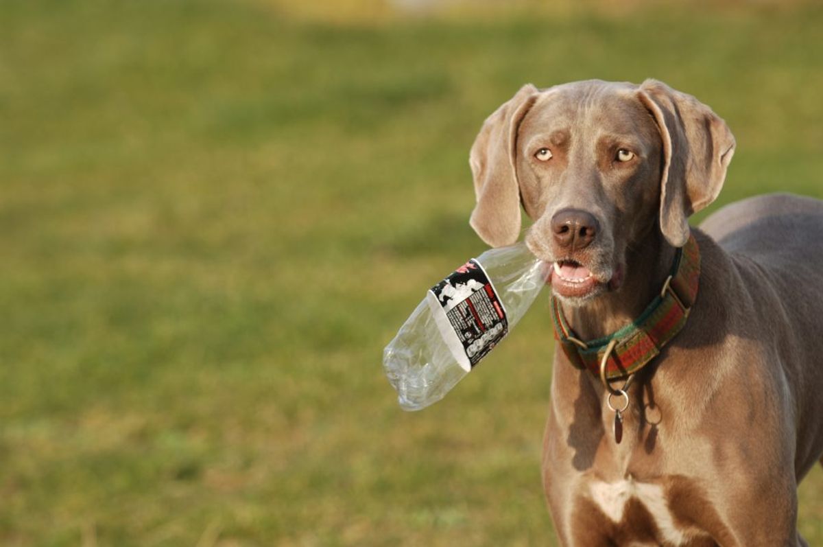 Weimaraner. Kilde: American Kennel Club. Arkivfoto.