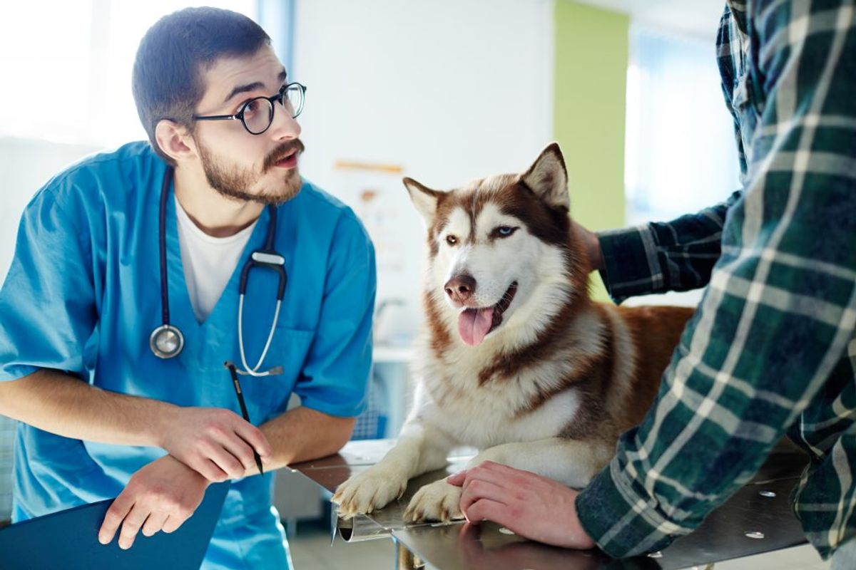 Din hund kan få parainfluenza, også kendt som kennelhoste. Sygdommen får hunden til at hoste og nyse. Kan behandles med antibiotika. KLIK og se andre farlige sygdomme, symptomer og behandling. Genrefoto.