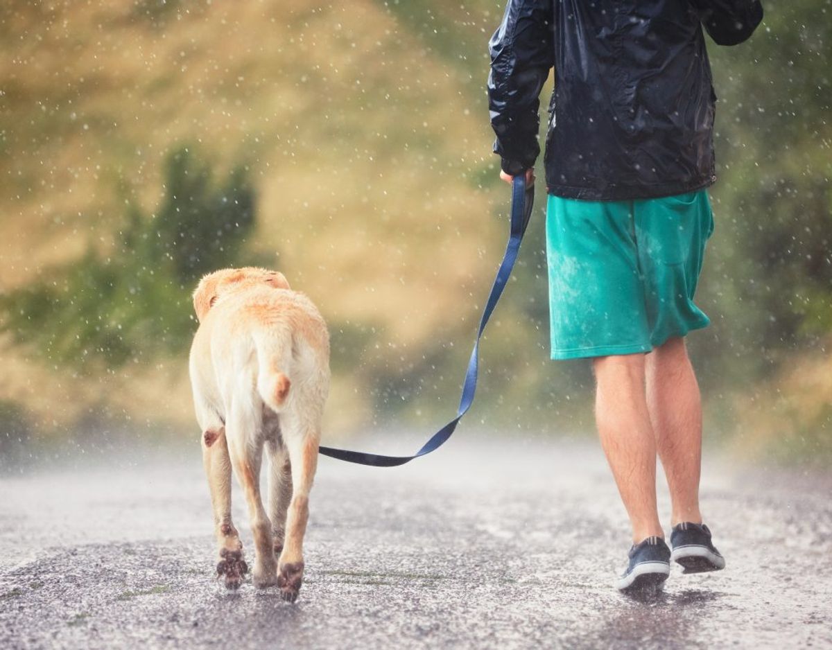 Din hund kan få giardia, der giver dem diarré. Kan behandles med antibiotika. Genrefoto.