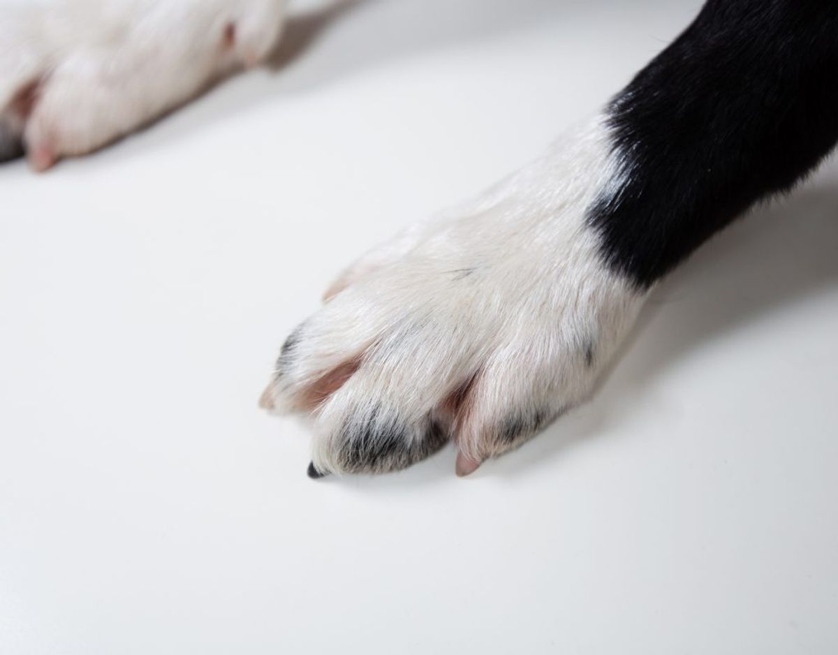 Din hund kan få leptospirose, hvis den drikker vand blandet med urin inficeret med leptospirose. Kan give nyre- og leverfejl. Sygdommen kan være dødelig. Genrefoto.