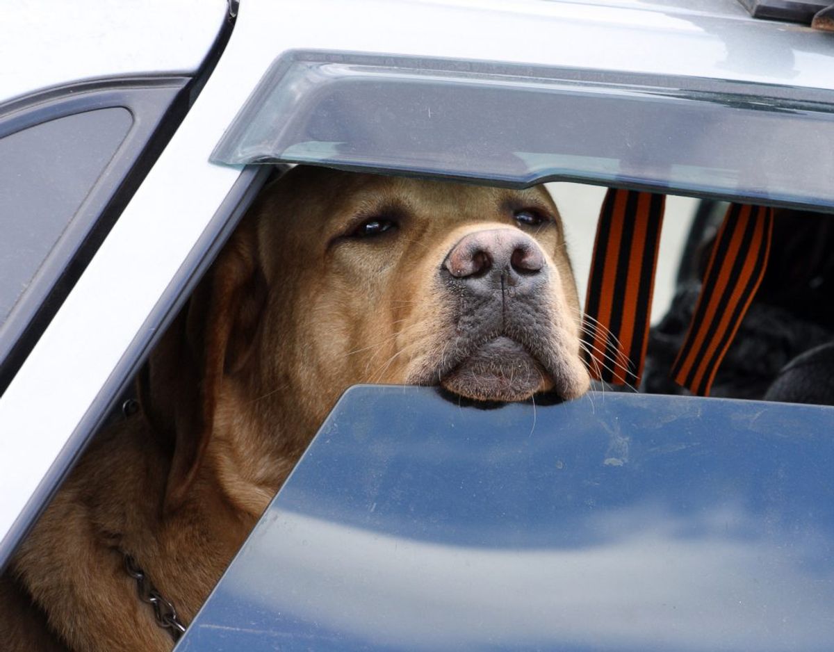 Det nye studie viser, at hunde kan kende forskel på ord, der ellers ligger tæt op ad hinanden. De engelske ord “had” og “hid” er eksemper på ord, hunde kan kende forskel på. Genrefoto. KLIK for mere.