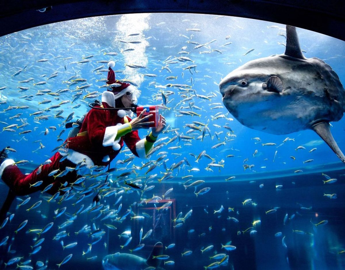 En dykker klædt som julemanden fodrer her hajerne med småfisk i akvariet i Hakkeijima Sea paradise in Yokohama. Foto: Philip FONG/Scanpix.