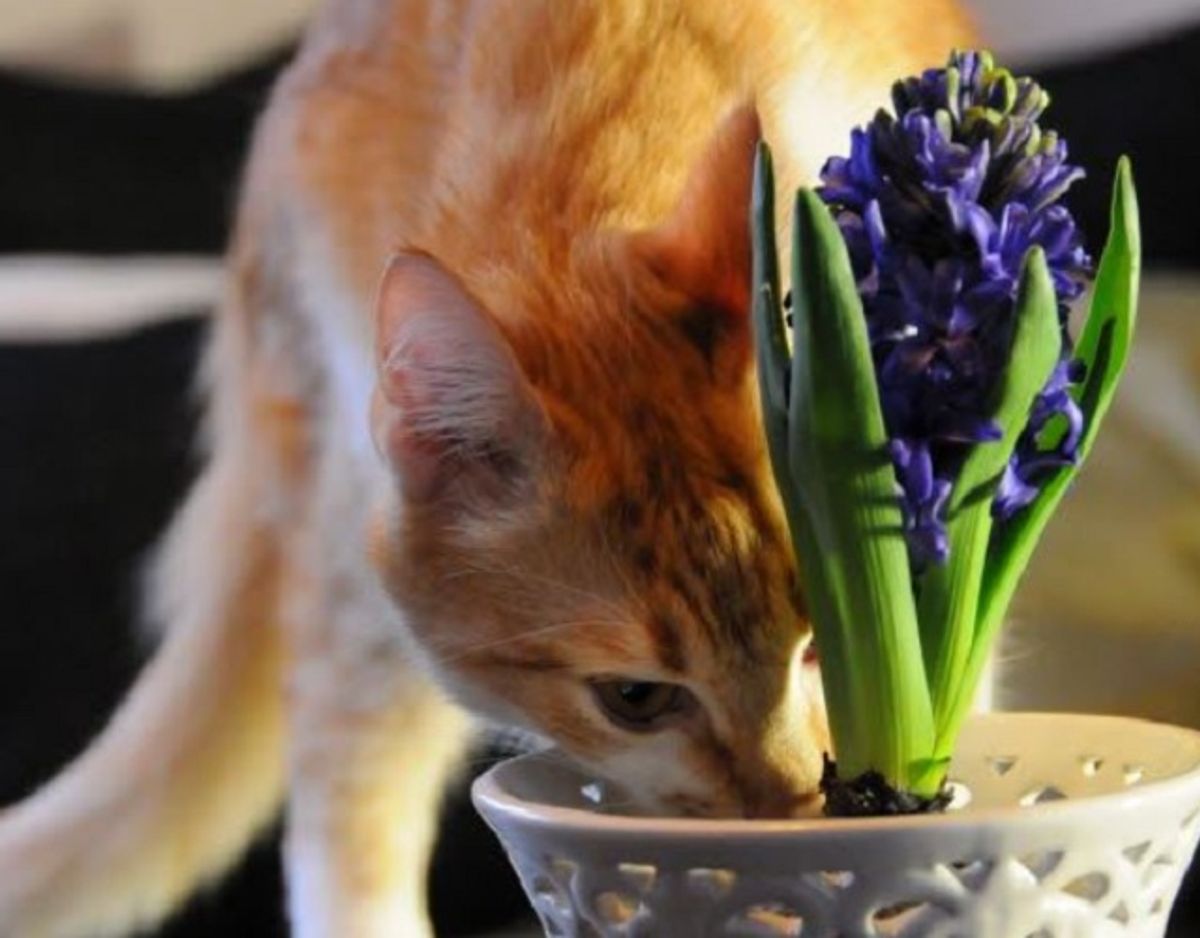 Mange katte er nysgerrige – det kan koste dem livet. KLIK og se listen over de giftige planter og blomster. Foto: Fotograf: Foto: Karianne Widsel.