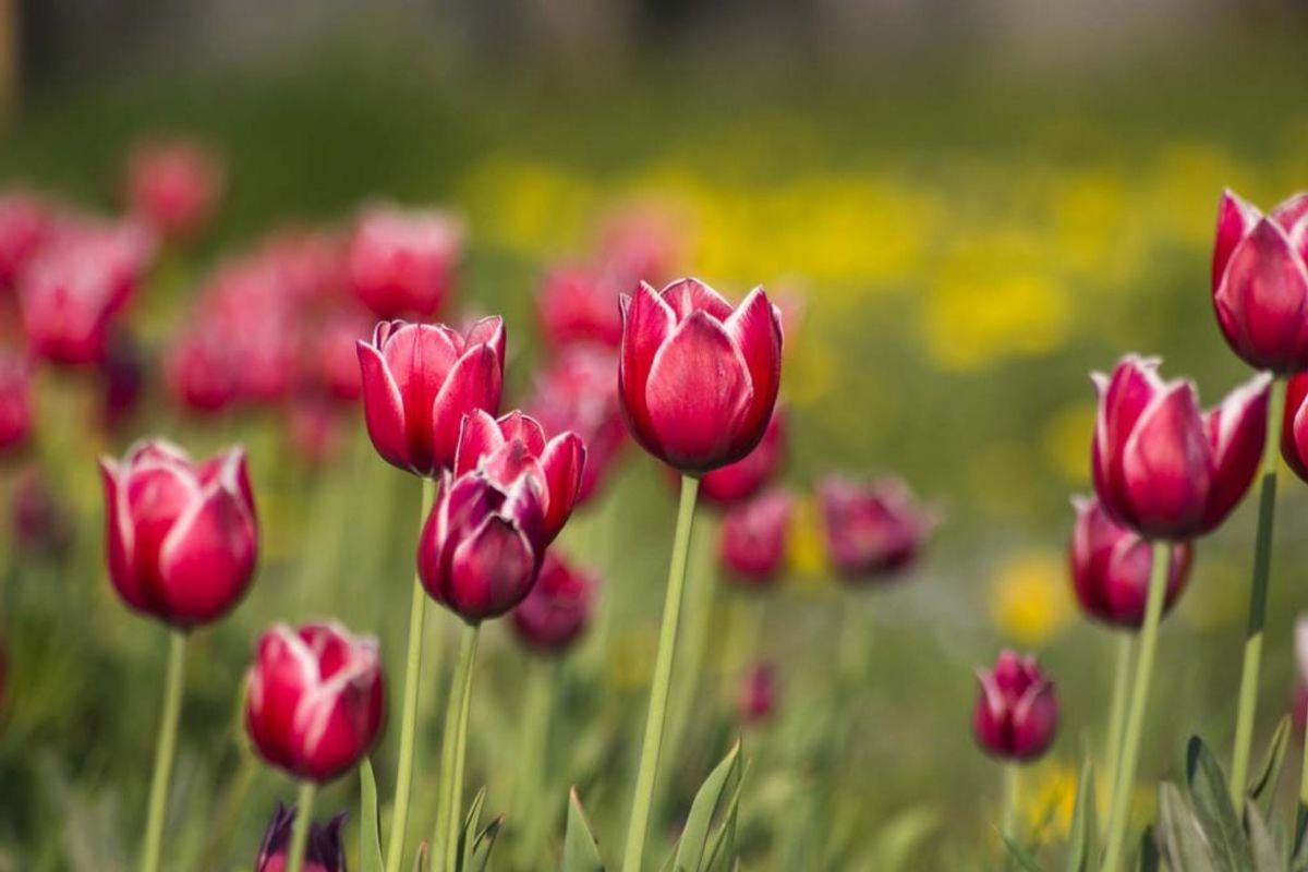 Tulipaner. Foto: Colourbox.