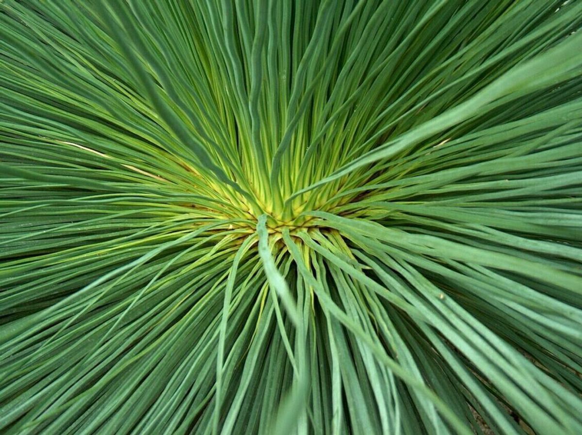 Dracaena-arter. Foto: Thomas Ulrich/Panthermedia/Ritzau Scanpix.