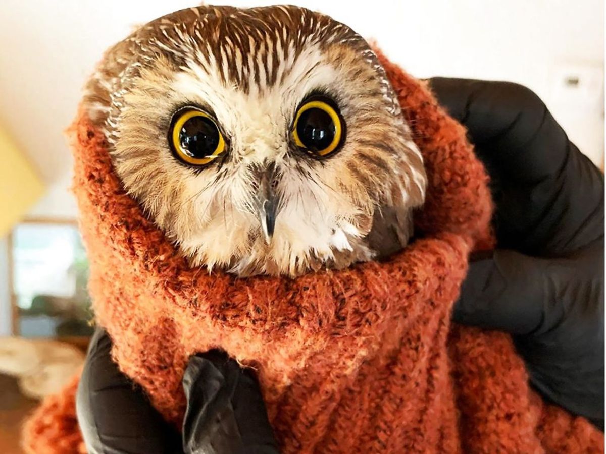Uglen skal sættes fri, når den er helt på bedring. Foto: AFP PHOTO / Ravensbeard Wildlife Center