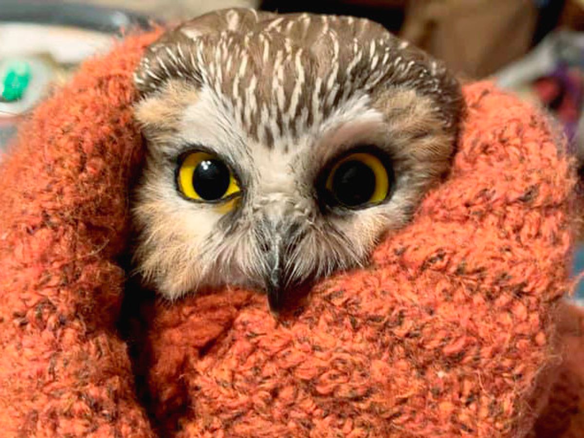 Uglen, der nu hedder Rockefeller, blev reddet fra juletræet ved Rockefeller Center i New York City. Foto: Ravensbeard Wildlife Center / Ravensbeard Wildlife Center