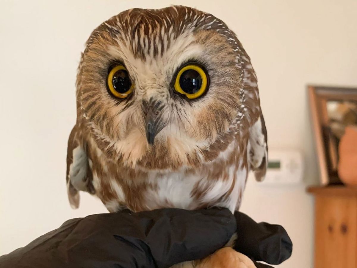 Den havde ikke drukket eller spist i tre dage. Foto: AFP PHOTO / Ravensbeard Wildlife Center