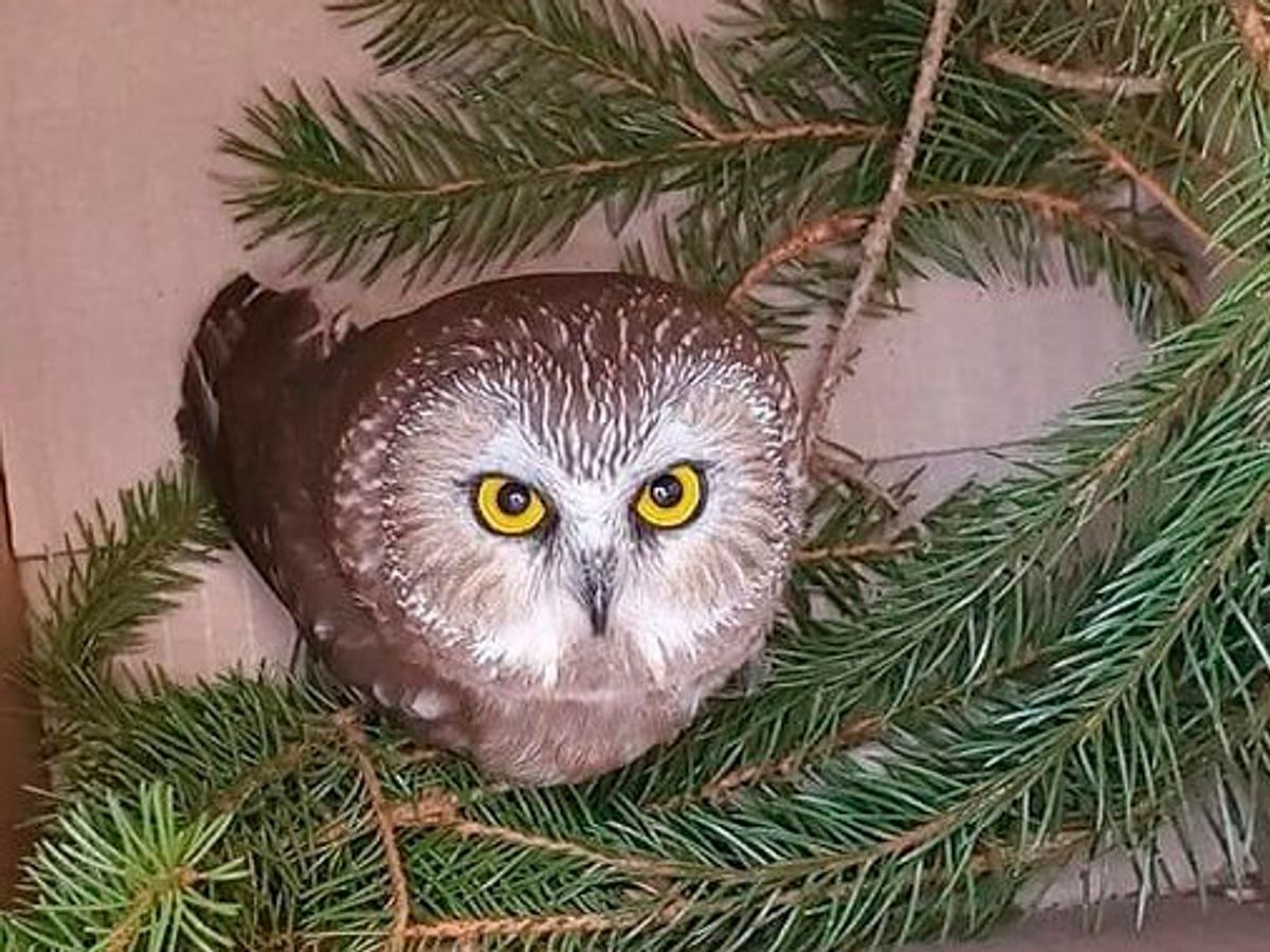 Det var en mand, der fastgjorde juletræet, som opdagede, at uglen sad i træet. Foto: 10500 Ravensbeard Wildlife Center/Scanpix 2020