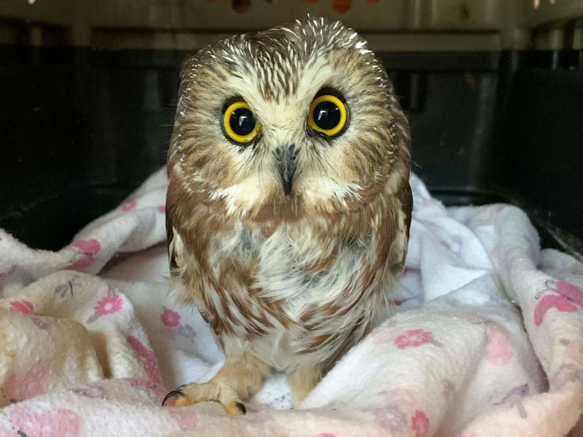 Uglen er blevet opkaldt efter stedet, hvor den blev fundet, nemlig Rockefeller. Foto: – / Ravensbeard Wildlife Center / AFP
