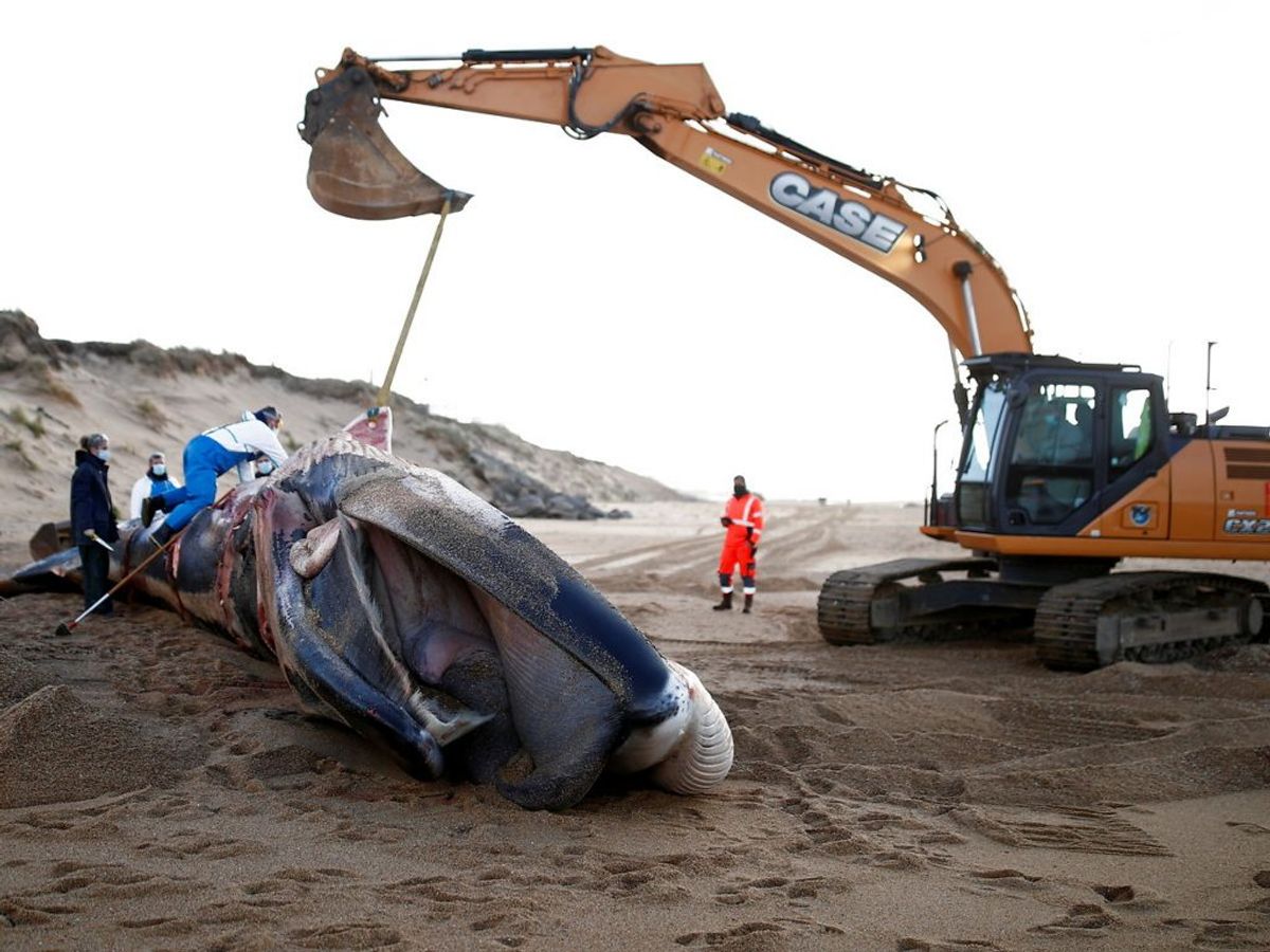 Mindst seks finhvaler er fundet døde på strande i Vestfrankrig. Nu skal deres død undersøges. KLIK for flere billeder. Foto: Stephane Mahe/Scanpix.