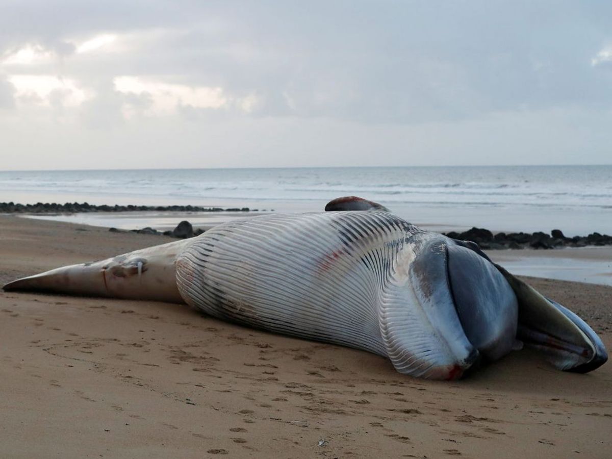 Mindst seks finhvaler er fundet døde på strande i Vestfrankrig. Nu skal deres død undersøges. KLIK for flere billeder. Foto: Stephane Mahe/Scanpix.