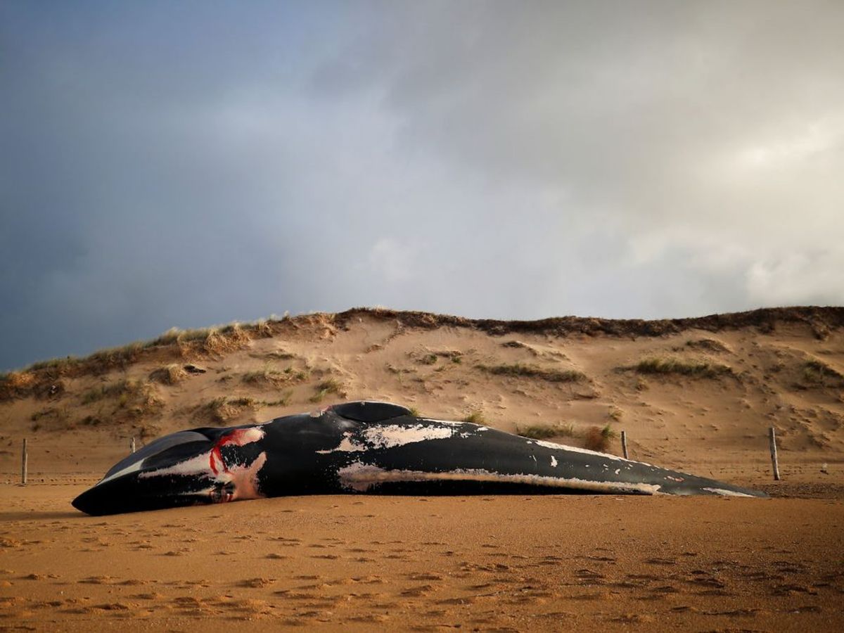 Mindst seks finhvaler er fundet døde på strande i Vestfrankrig. Nu skal deres død undersøges. KLIK for flere billeder. Foto: Stephane Mahe/Scanpix.