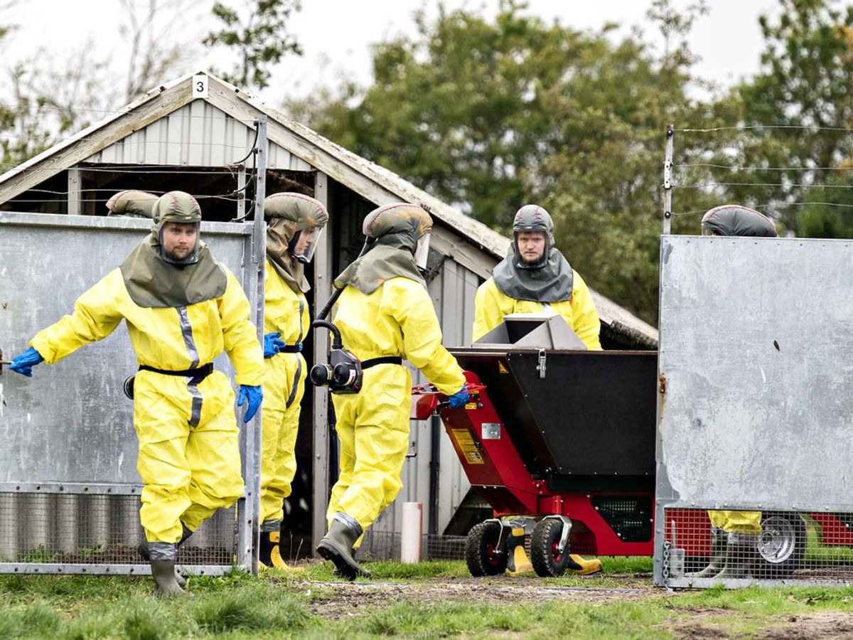 Fødevarestyrelsen kan ikke afvise, at der er en smitterisiko i forbindelse med de døde mink. (Foto: Henning Bagger/Ritzau Scanpix)