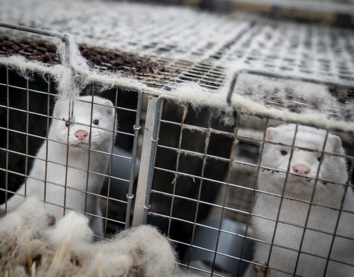 Minkens skæbne kom på plads mandag aften. Foto: Mads Claus Rasmussen/Ritzau Scanpix