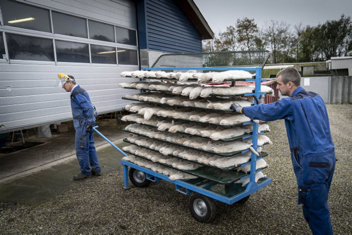 Mink aflives på minkfarm ved Næstved. Regeringen ønsker at forlænge fristen for aflivning af danske mink under “tempobonus”-ordningen fra den 16. til den 19. november. (Arkivfoto) Foto: Mads Claus Rasmussen/Scanpix