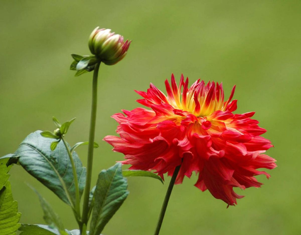 Det er også i efteråret, at du skal grave frostsarte løg g knolde op. Det kunne være Dahlia, knoldbegionier og gladiolus. Læg knoldene i luftåbne kasser, som du stiller mørkt, køligt og med god luftcirkulation. Kilde: Bolius Foto: Scanpix