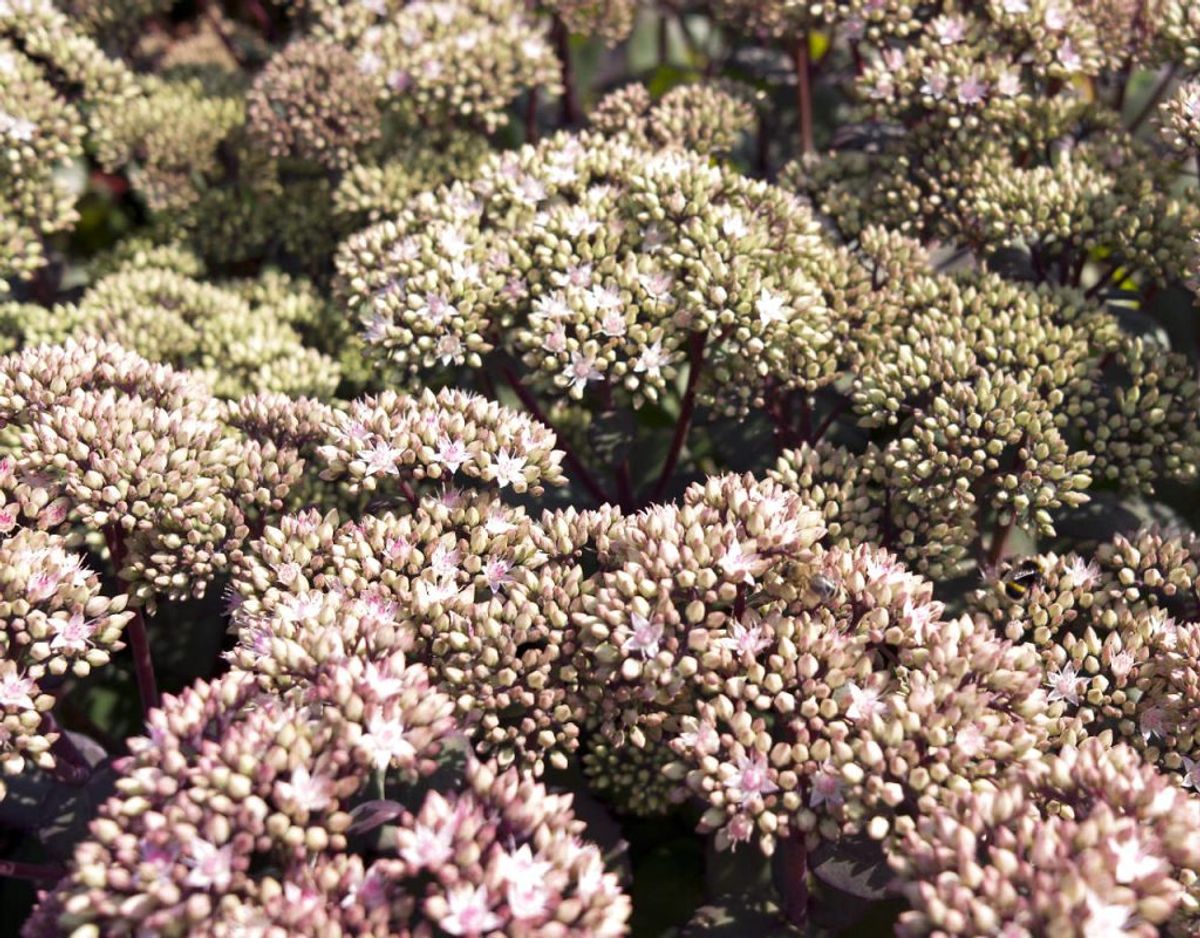 Du kan også plante i omkring dine belægninger, hvor der er revner eller sprækker til det. Udskift gruset med en jordblanding bestående af sand, havejord og pottemuld. Så kan du plante sedumplanter eller alpine planter. Kilde: Bolius Foto: Scanpix