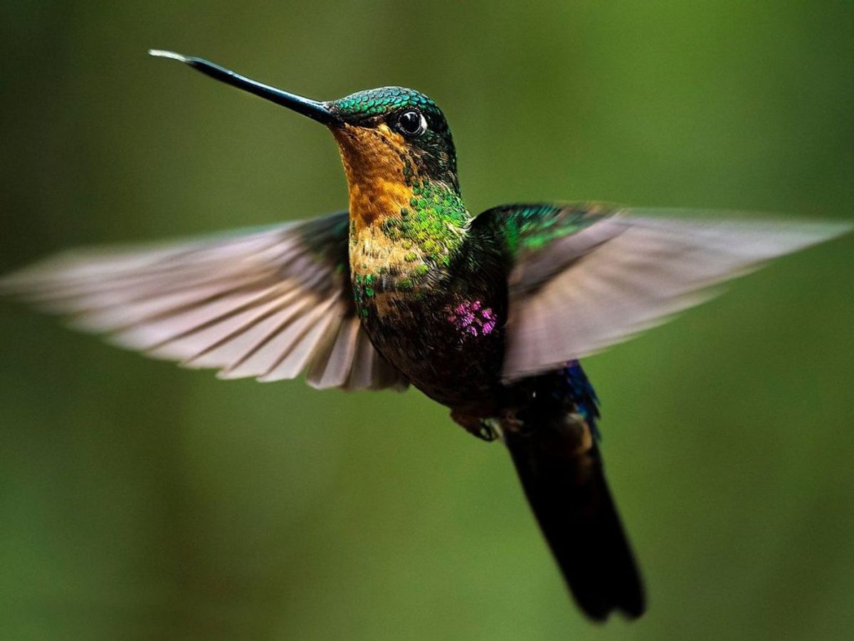 TOPSHOT – A Coleigena helianthea hummingbird is photographed during a birdwatching trail at the Monserrate hill in Bogota on November 11, 2020. – Colombia is the country with the largest bird diversity in the world, home to about 1, 934 different bird species, a fifth of the total known. (Photo by Juan BARRETO / AFP)