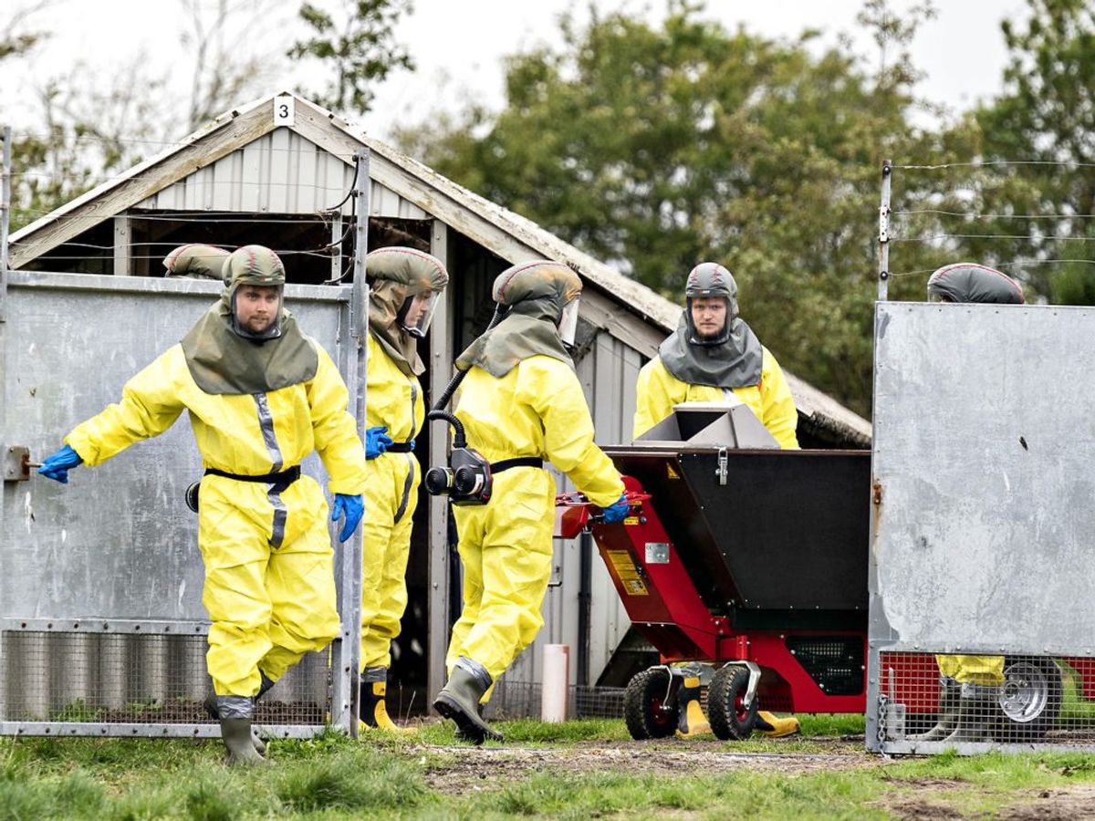 78 dyrlæger har politianmeldt Fødevarestyrelsen. (Foto: Henning Bagger/Ritzau Scanpix)