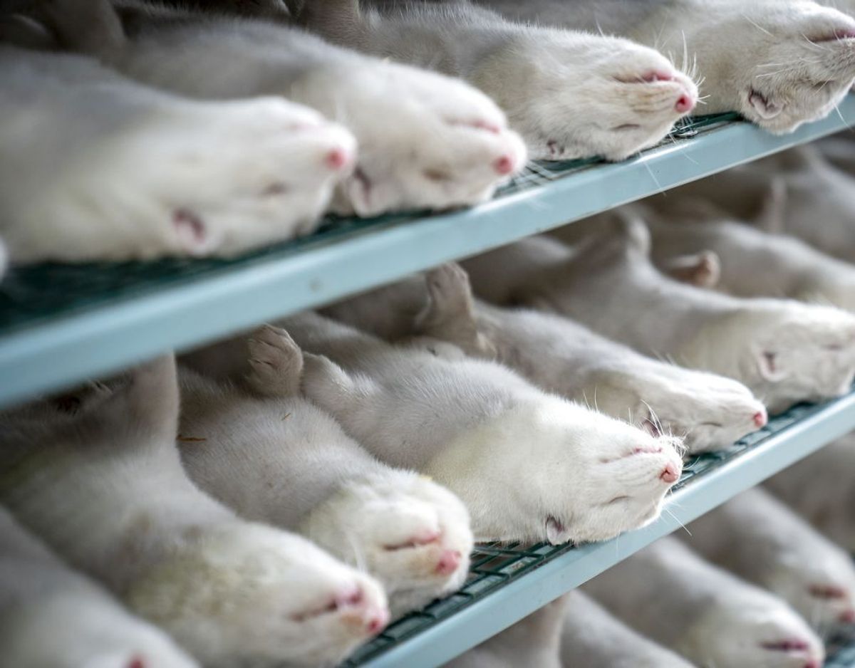 Eksperter ser fordele ved aflivningen af mink. (Foto: Mads Claus Rasmussen/Ritzau Scanpix)