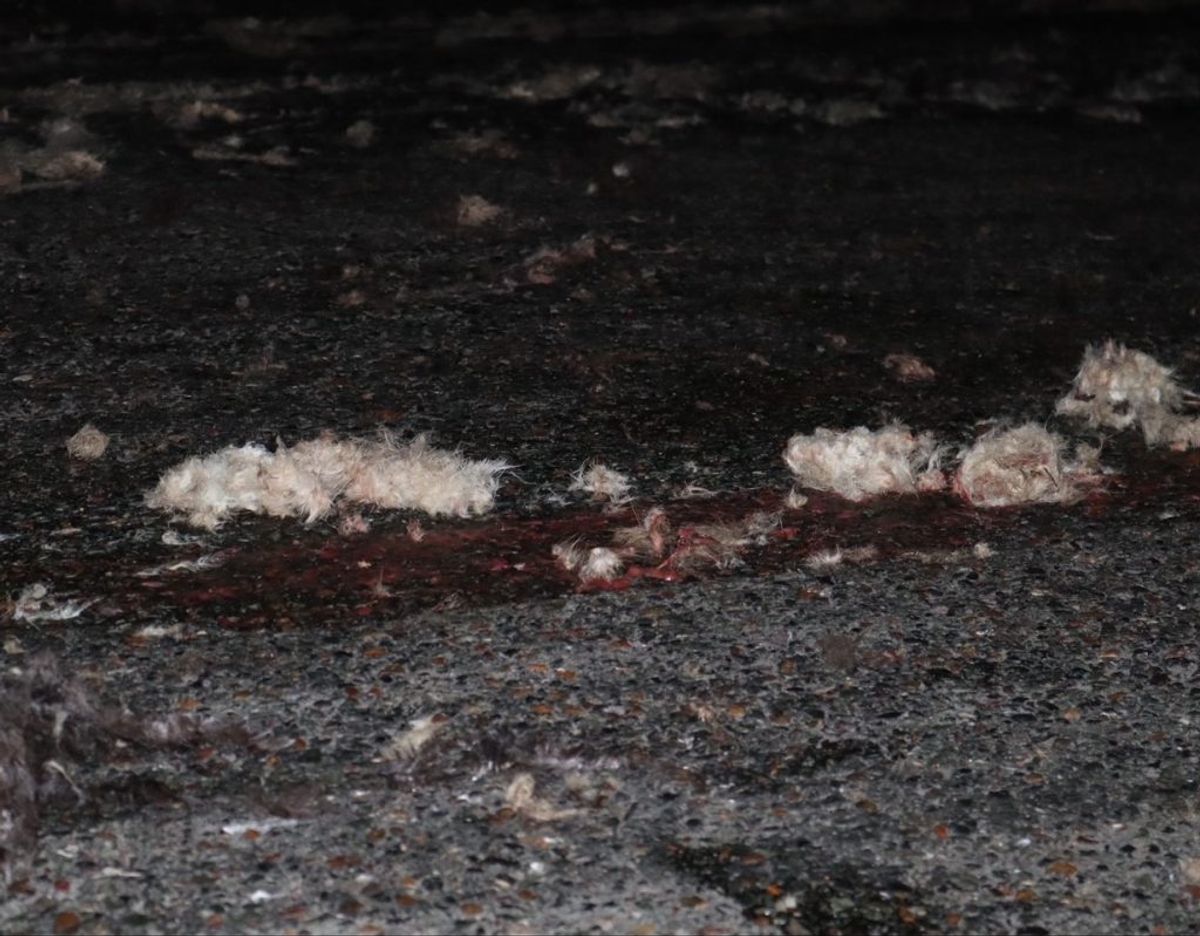 De døde mink lå spredt over cirka 20 kilometer vej. Foto: Presse-fotos.dk
