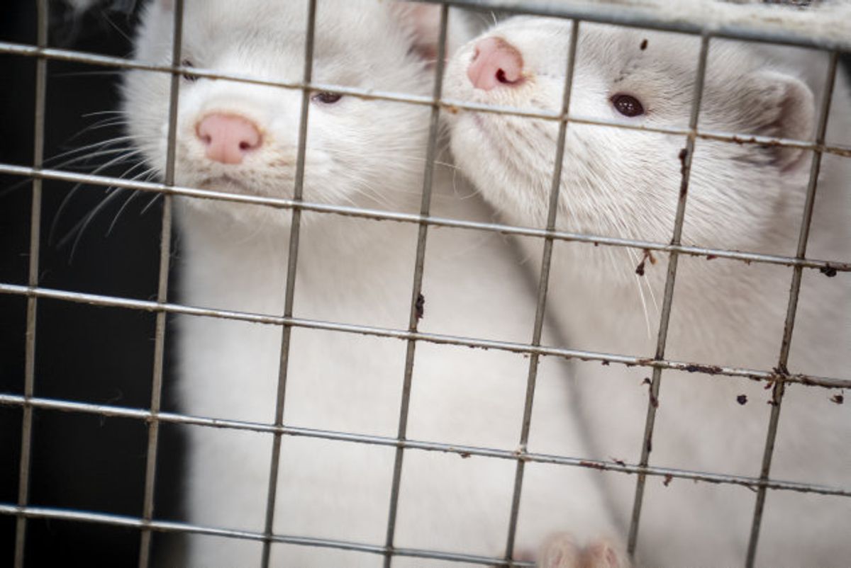 Også i USA kan man konstatere, at mink smittes med coronavirus og dør. På billedet ses dog to danske mink. (Arkivfoto) Foto: Mads Claus Rasmussen/Scanpix