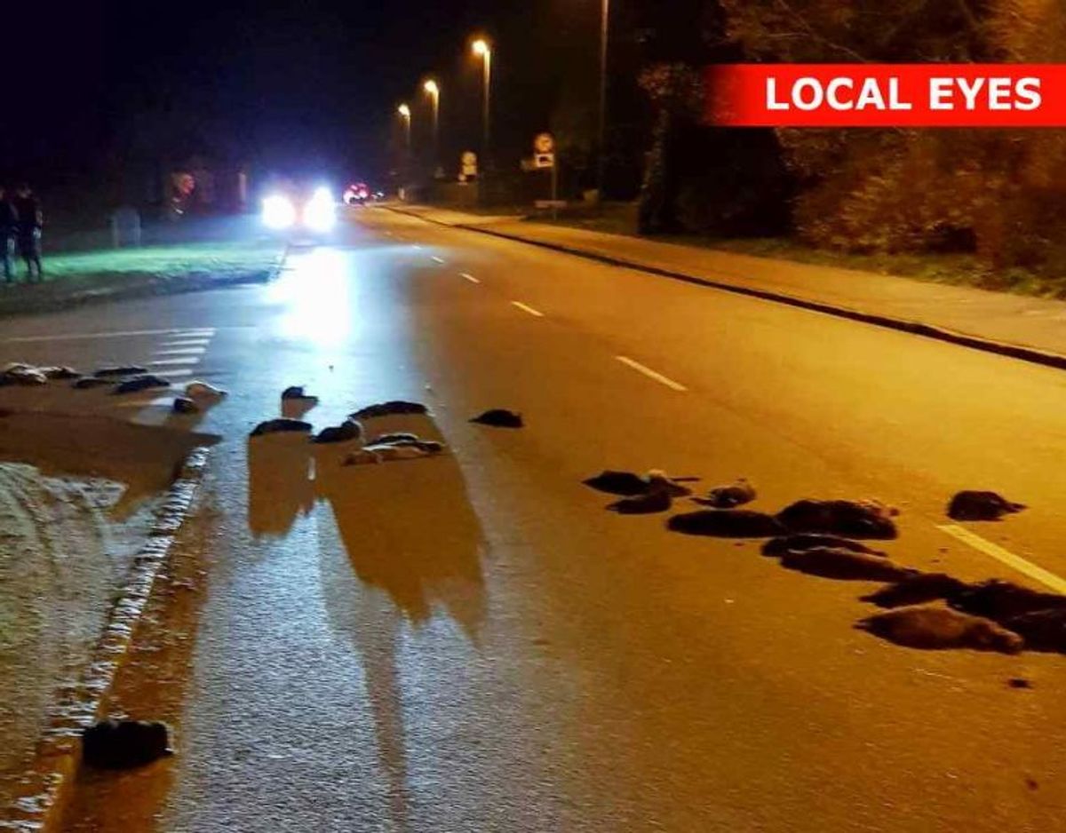 Minkene ligger spredt ud over en landevej. Foto: Local Eyes.