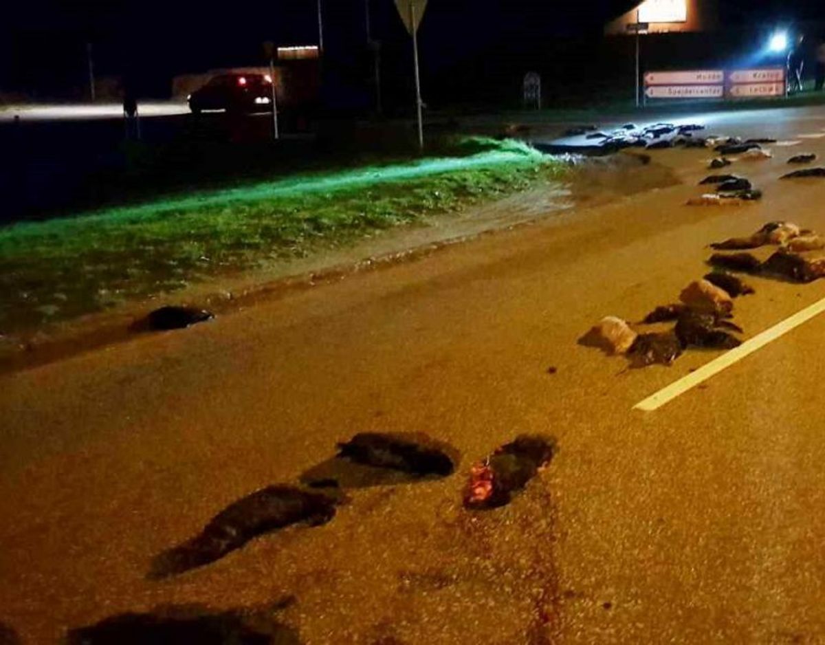 Det er uvist, hvad der præcist er sket. Foto: Local Eyes.