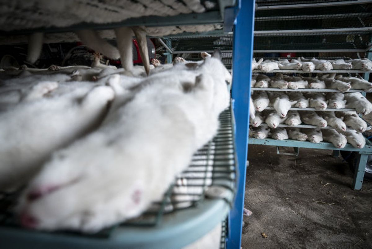 Omkring 15 millioner mink skal aflives i Danmark i frygt for en særlig virusvariant, som er fundet hos mink. (Arkivfoto.) Foto: Mads Claus Rasmussen/Scanpix