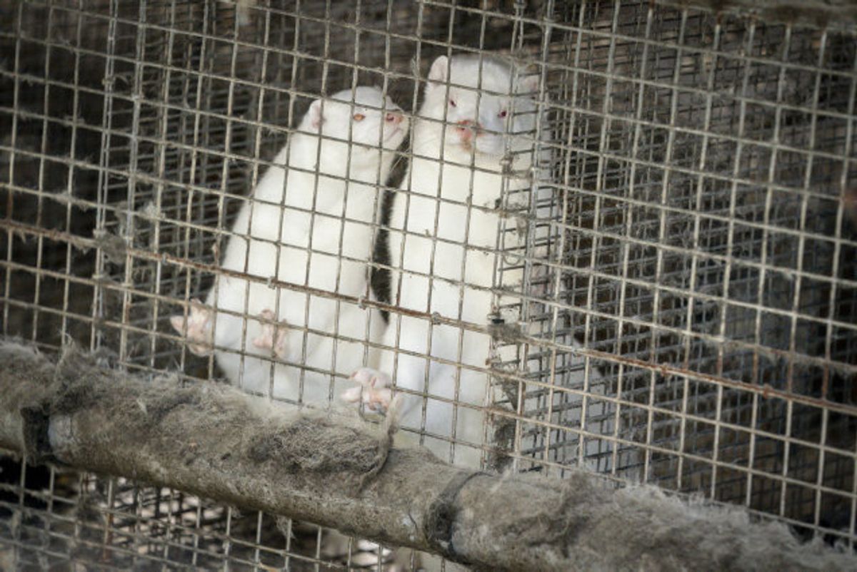 Alle mink i Danmark skal aflives inden for den nærmeste fremtid, da der er frygt for, at en kommende coronavaccine ikke vil opnå samme effekt for en muteret virus, som er overført fra mink til mennesker i Nordjylland. (Arkivfoto) Foto: Mads Claus Rasmussen/Scanpix