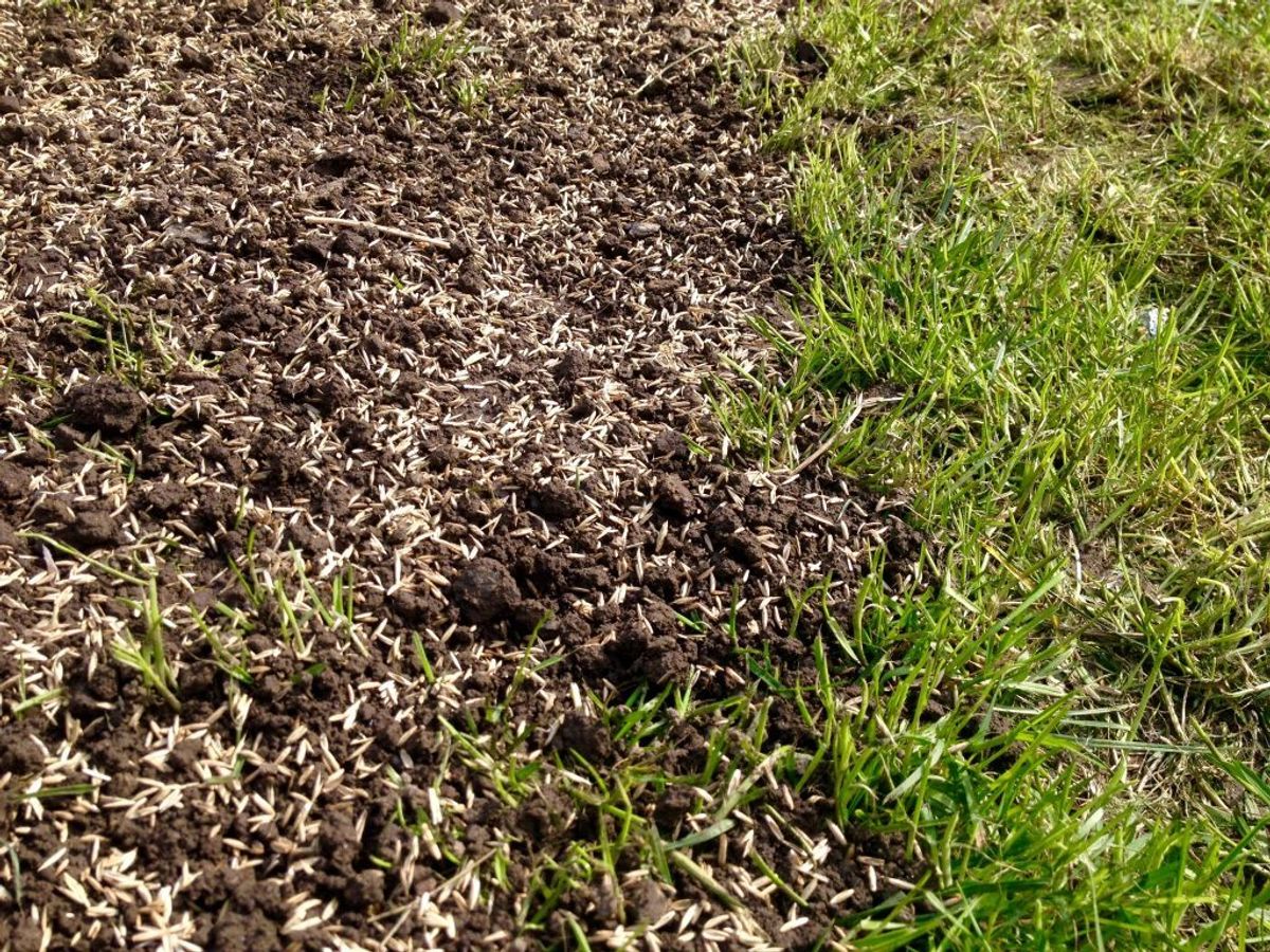 Du glemmer at så nyt græs. En af hemmelighederne bag en flot plæne er, at man sørger for at plante nyt græs af og til. Kilde: Reader’s Digest. Foto: Scanpix.