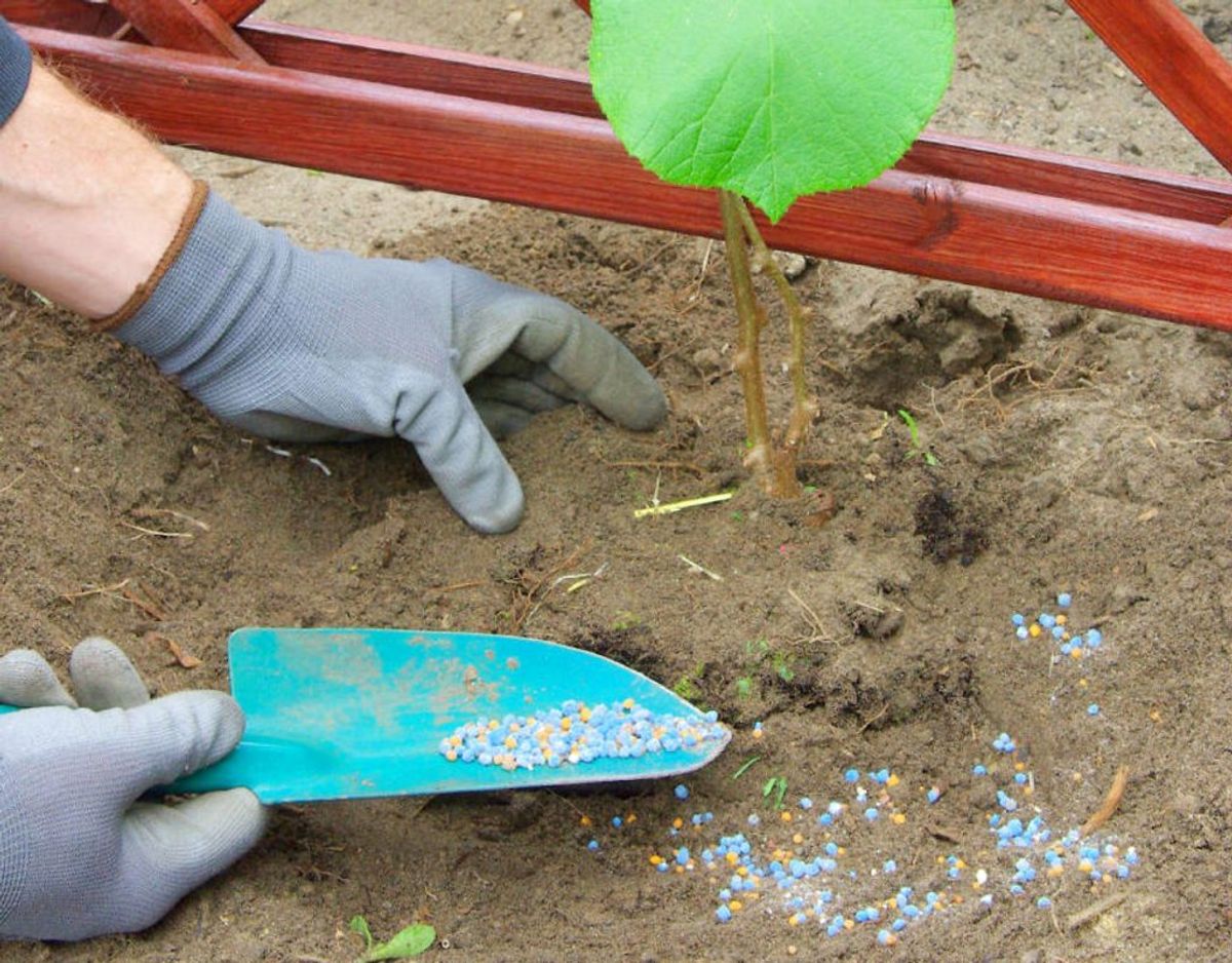 Efteråret er højsæson for at plante. Det er en god idé at plante træer og buske i denne tid. Så længe jorden er lun, kan stedsegrønne planter plantes, dog skal der sås græs og plantes stauder i september. Kilde: Bolius Foto: Scanpix