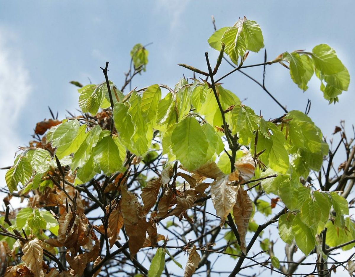 I oktober kan du med fordel plante løvfældende planter, mens det også er her der skal plantes ny hæk. Desuden er oktober også en god måned til at plante nåletræer. Kilde: Bolius Foto: Scanpix