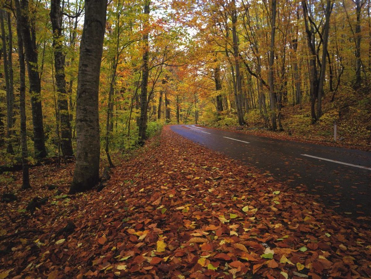 Kører du i nærheden af natur, og er det ydermere mørkt, så sæt farten ned og hold ekstra øje med dyr på vejen eller i vejkanten. KLIK for næste råd. Foto: Colourbox.