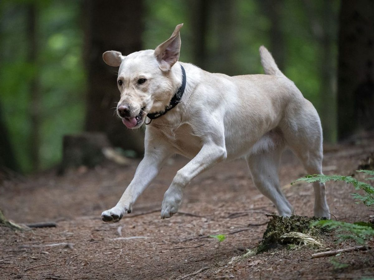 Der lurer mange farer for hunde om efteråret. KLIK VIDERE OG SE, HVILKE TING DU SOM HUNDEEJER BØR VÆRE SÆRLIGT OPMÆRKSOM PÅ. (Foto: Liselotte Sabroe/Ritzau Scanpix)
