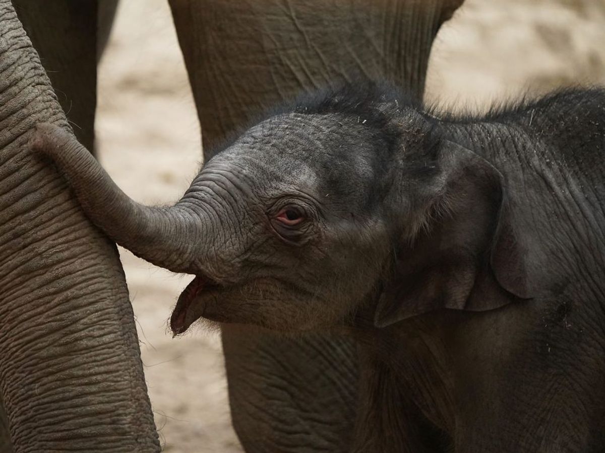 Torsdag aften blev en elefantunge født i Københavns Zoo. KLIK VIDERE OG SE FLERE BILLEDER. Foto: Emil Helms/Ritzau Scanpix