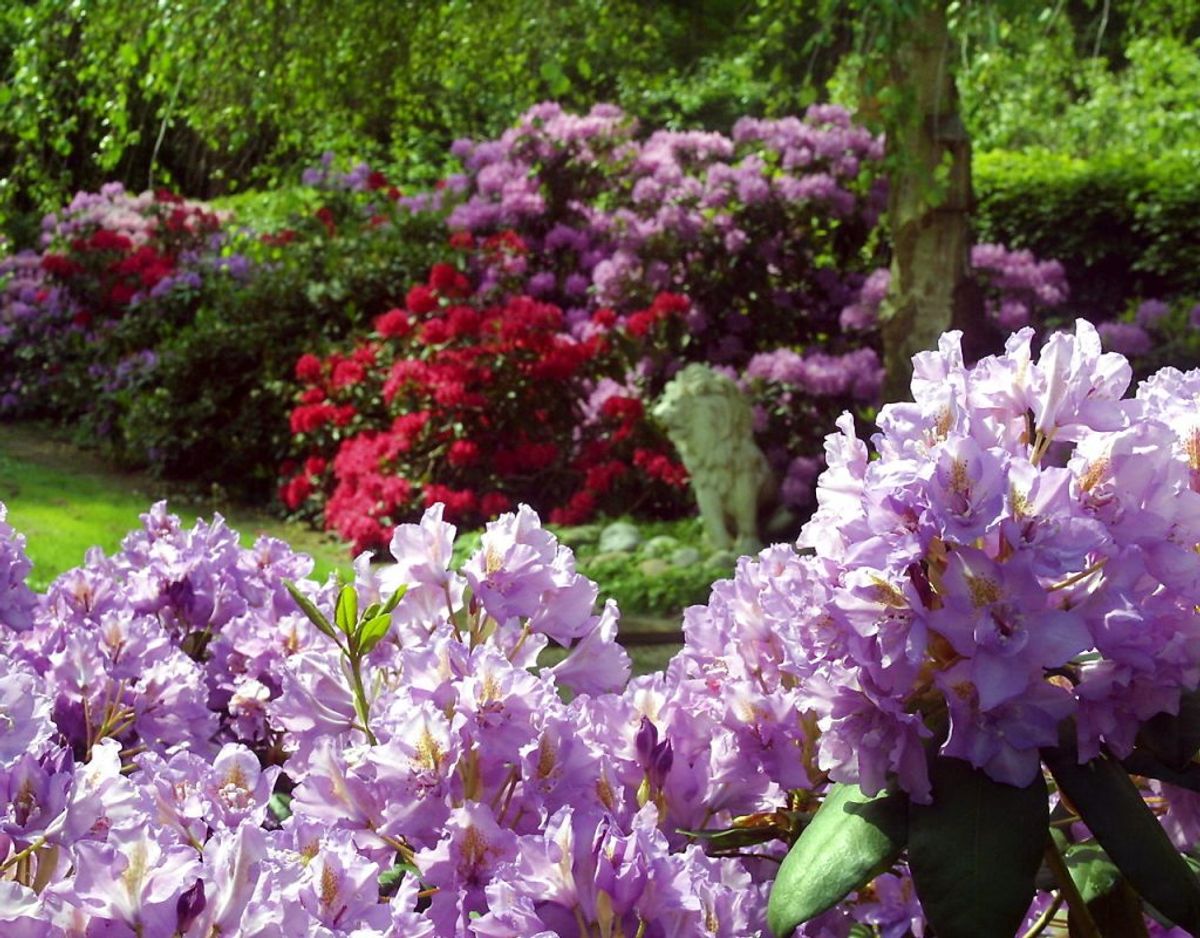 Alle delene på en af de 900 forskellige arter af rhododendron er giftige. Du skal som minimum fjerne planterester og drikke noget ved indtag. Foto: Scanpix